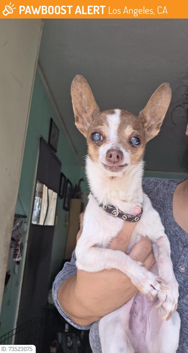 Found/Stray Female Dog last seen Tremont and Murchison St, Los Angeles, CA 90033