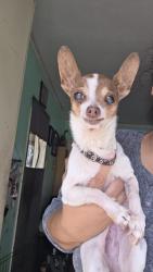 Found/Stray Female Dog last seen Tremont and Murchison St, Los Angeles, CA 90033