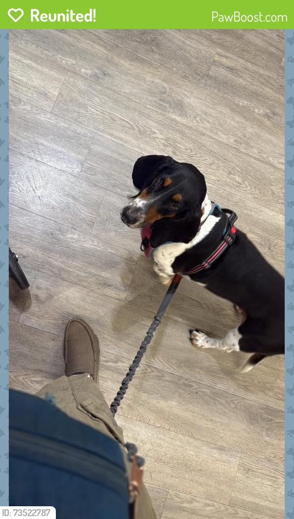 Reunited Female Dog last seen 103rd and 105th street, Palos Hills, IL 60465