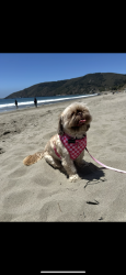 Reunited Female Dog last seen Dynamite & N. 177 Avenue, Surprise, AZ 85387
