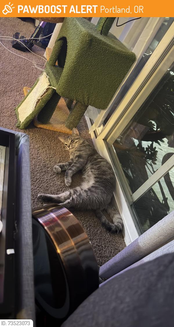 Found/Stray Male Cat last seen Cherry blossom and Main Street, Portland, OR 97216