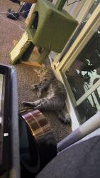 Found/Stray Male Cat last seen Cherry blossom and Main Street, Portland, OR 97216