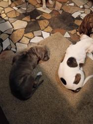 Lost Male Dog last seen South Arlington St and East Waterloo road Akron Ohio, Akron, OH 44306
