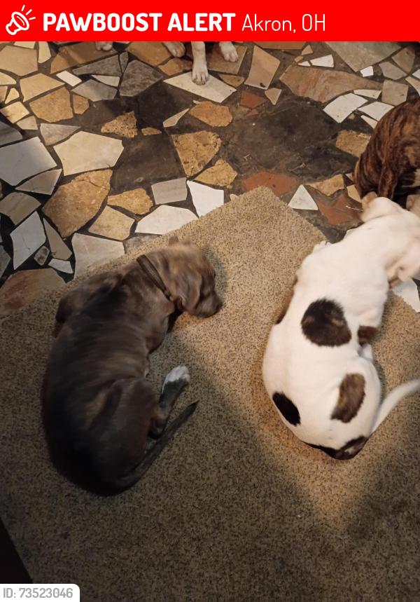 Lost Male Dog last seen South Arlington St and East Waterloo road Akron Ohio, Akron, OH 44306
