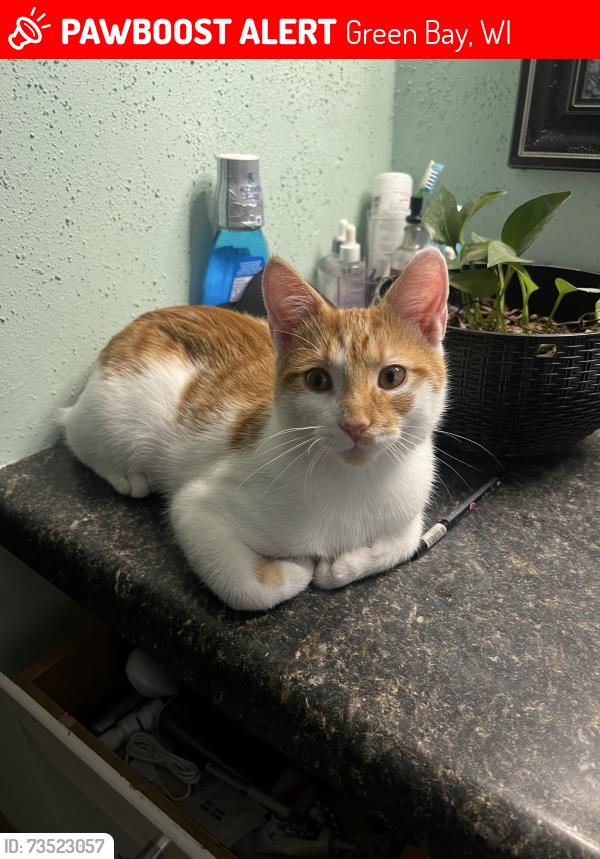 Lost Male Cat last seen Erma Dr, Green Bay, WI 54302
