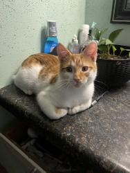 Lost Male Cat last seen Erma Dr, Green Bay, WI 54302