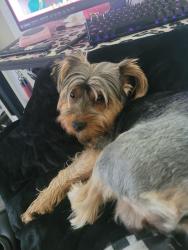 Reunited Male Dog last seen Guild and turner the winery, Lodi, CA 95240
