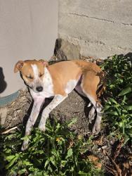 Reunited Female Dog last seen Baker Beach, San Francisco, CA 94129