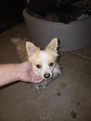 Found/Stray Male Dog last seen Oakridge, Visalia, CA 93291