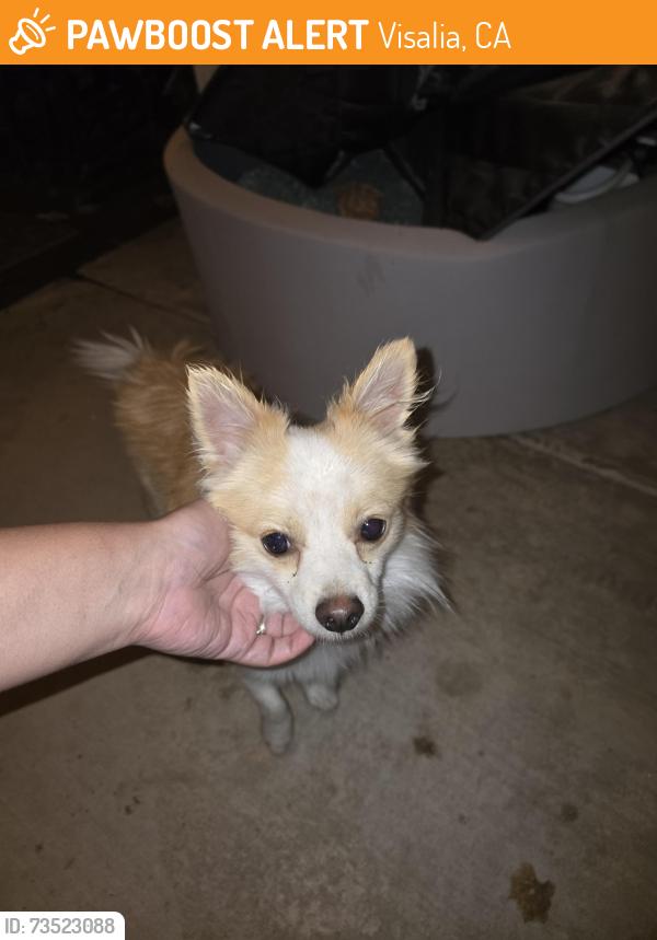 Found/Stray Male Dog last seen Oakridge, Visalia, CA 93291