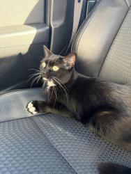 Found/Stray Female Cat last seen Walker community united methodist church, Minneapolis, MN 55407