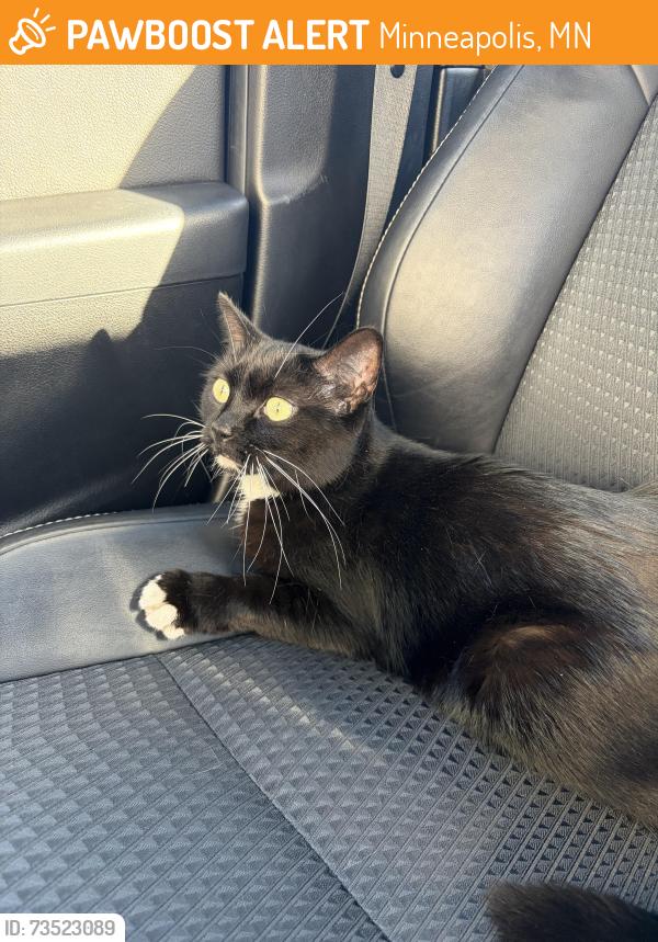 Found/Stray Female Cat last seen Walker community united methodist church, Minneapolis, MN 55407
