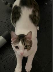 Reunited Male Cat last seen High St, Bloomington, IN 47401
