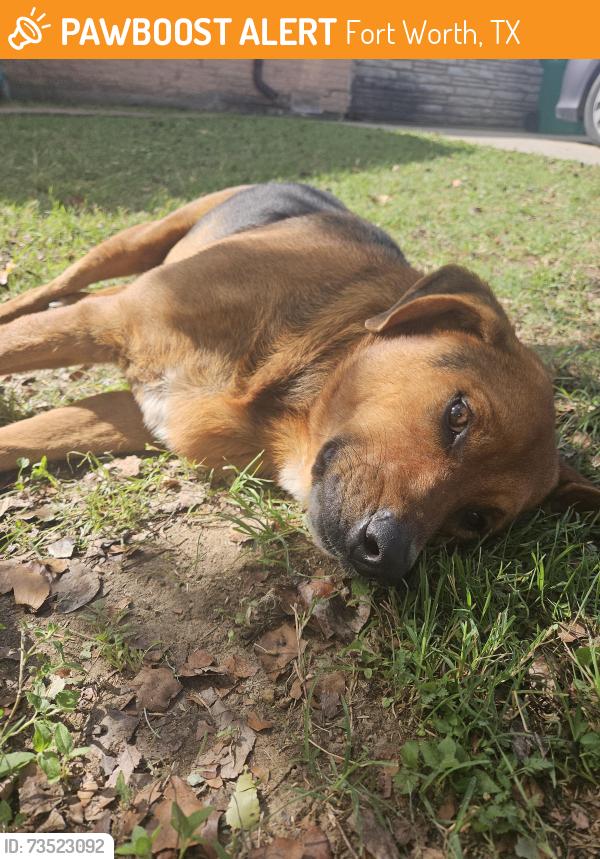 Found/Stray Male Dog last seen Haltom and roxie, Fort Worth, TX 76117