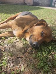 Found/Stray Male Dog last seen Haltom and roxie, Fort Worth, TX 76117