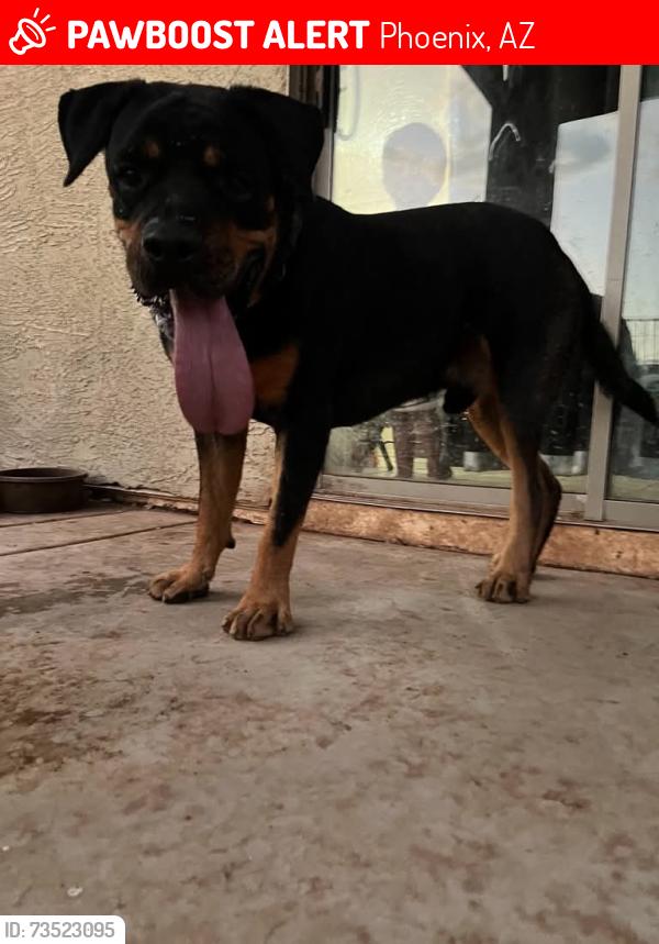 Lost Male Dog last seen 48th dr and Indian school, Phoenix, AZ 85031