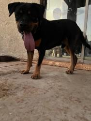 Lost Male Dog last seen 48th dr and Indian school, Phoenix, AZ 85031