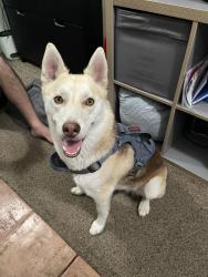 Reunited Female Dog last seen Alamitos and PCH, Long Beach, CA 90813