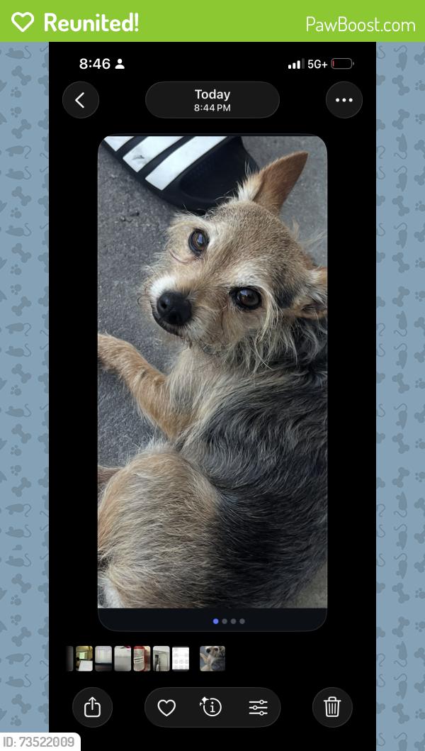 Reunited Male Dog last seen Kendall greens, Pompano Beach, FL 33060