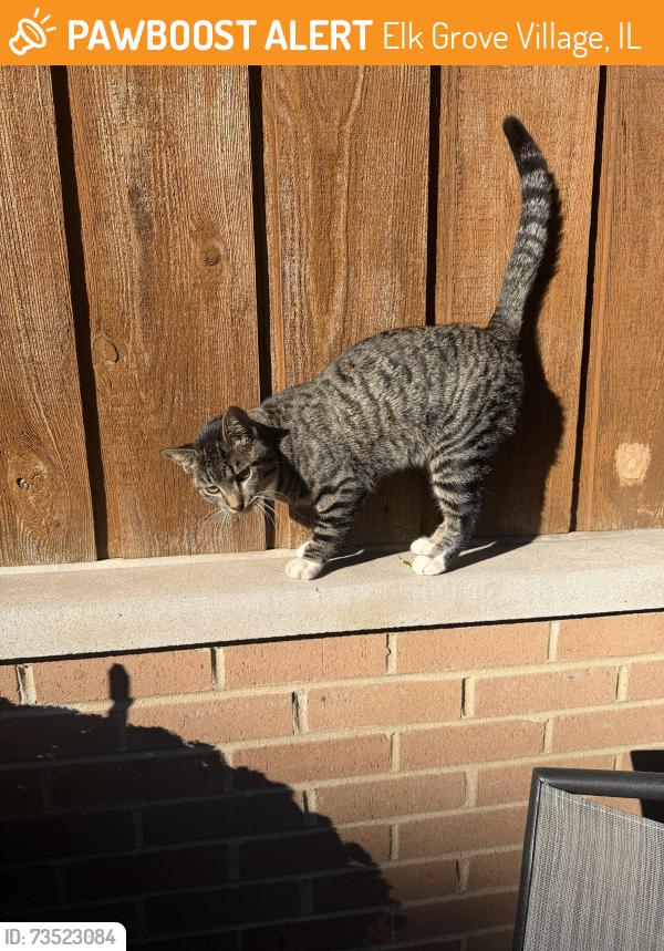 Found/Stray Unknown Cat last seen Wildwood, Evergreen, Elk Grove Village, IL 60018