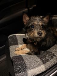 Reunited Female Dog last seen 64th Place and Nashville, Chicago, IL 60638