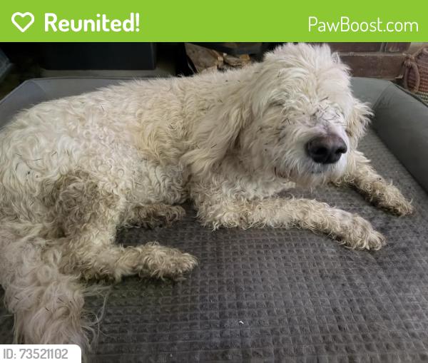 Reunited Female Dog last seen S 4210 Rd & 450 Rd, Claremore, OK 74017
