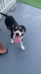 Found/Stray Female Dog last seen Flagler and 72nd Ave, Miami, FL 33144