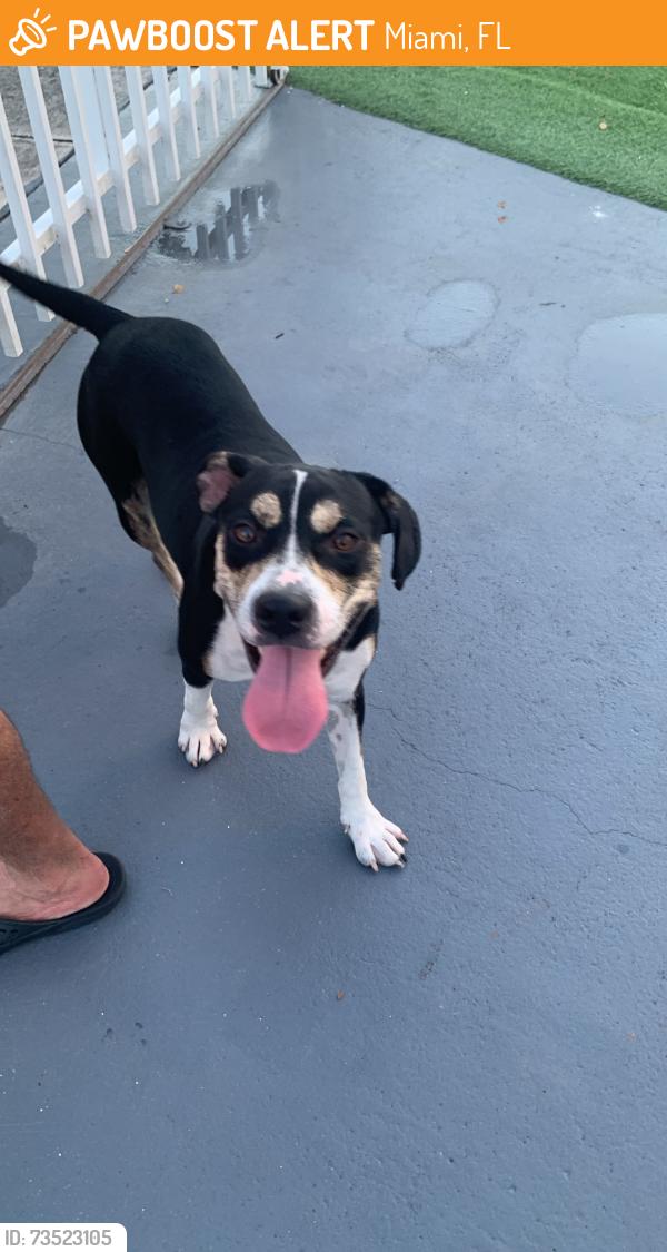 Found/Stray Female Dog last seen Flagler and 72nd Ave, Miami, FL 33144