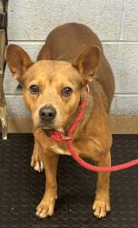 Shelter Stray Male Dog last seen Near Henderson Park Rd, Tucker, GA 30084, 30084, GA, 3280 Chamblee Dunwoody Rd, Chamblee, GA 30341, USA