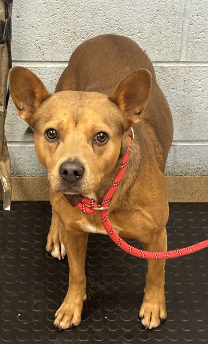 Shelter Stray Male Dog last seen Near Henderson Park Rd, Tucker, GA 30084, 30084, GA, 3280 Chamblee Dunwoody Rd, Chamblee, GA 30341, USA