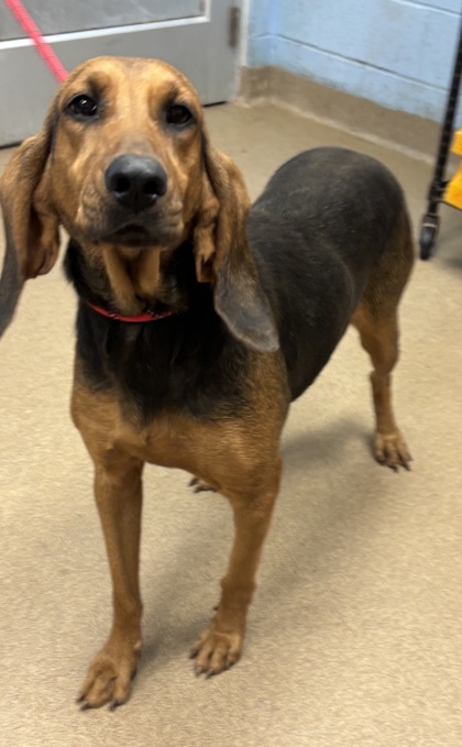 Shelter Stray Female Dog last seen Near CHamblee Tucker Rd Tucker GA 30084, 30084, GA, 3280 Chamblee Dunwoody Rd, Chamblee, GA 30341, USA