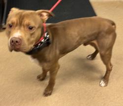 Shelter Stray Male Dog last seen , , GA, 3280 Chamblee Dunwoody Rd, Chamblee, GA 30341, USA
