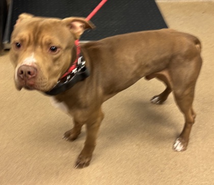 Shelter Stray Male Dog last seen , , GA, 3280 Chamblee Dunwoody Rd, Chamblee, GA 30341, USA