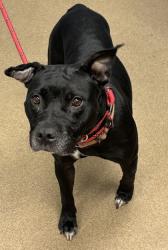 Shelter Stray Female Dog last seen Near E Framingham Ct, 30038, GA, 3280 Chamblee Dunwoody Rd, Chamblee, GA 30341, USA