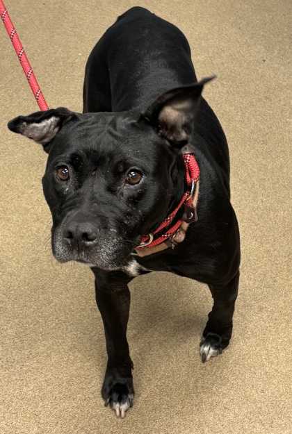 Shelter Stray Female Dog last seen Near E Framingham Ct, 30038, GA, 3280 Chamblee Dunwoody Rd, Chamblee, GA 30341, USA