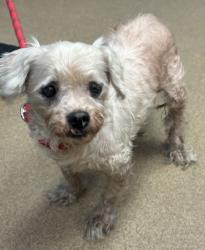 Shelter Stray Male Dog last seen Near Covington Highway, 30058, GA, 3280 Chamblee Dunwoody Rd, Chamblee, GA 30341, USA