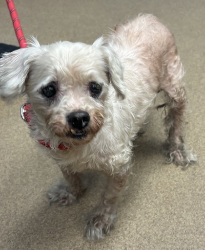 Shelter Stray Male Dog last seen Near Covington Highway, 30058, GA, 3280 Chamblee Dunwoody Rd, Chamblee, GA 30341, USA