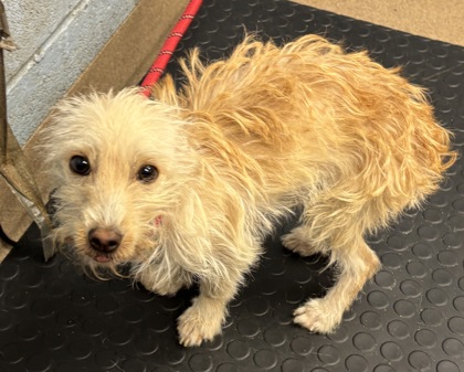 Shelter Stray Female Dog last seen Portsmouth Cir/ S Portsmouth Cir, 30038, GA, 3280 Chamblee Dunwoody Rd, Chamblee, GA 30341, USA