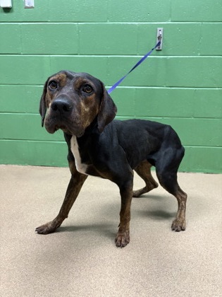Shelter Stray Female Dog last seen Merritt Road, 29657, Anderson County, SC, 1320 US-29, Anderson, SC 29626, USA