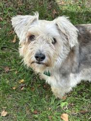 Lost Female Dog last seen Blue ridge gap rd and Dolly Dixon, Rabun County, GA 30568