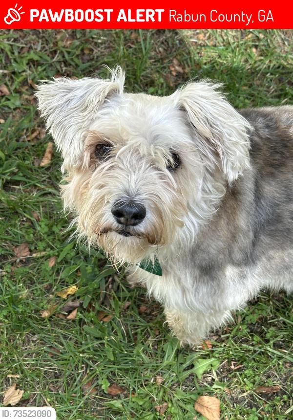 Lost Female Dog last seen Blue ridge gap rd and Dolly Dixon, Rabun County, GA 30568