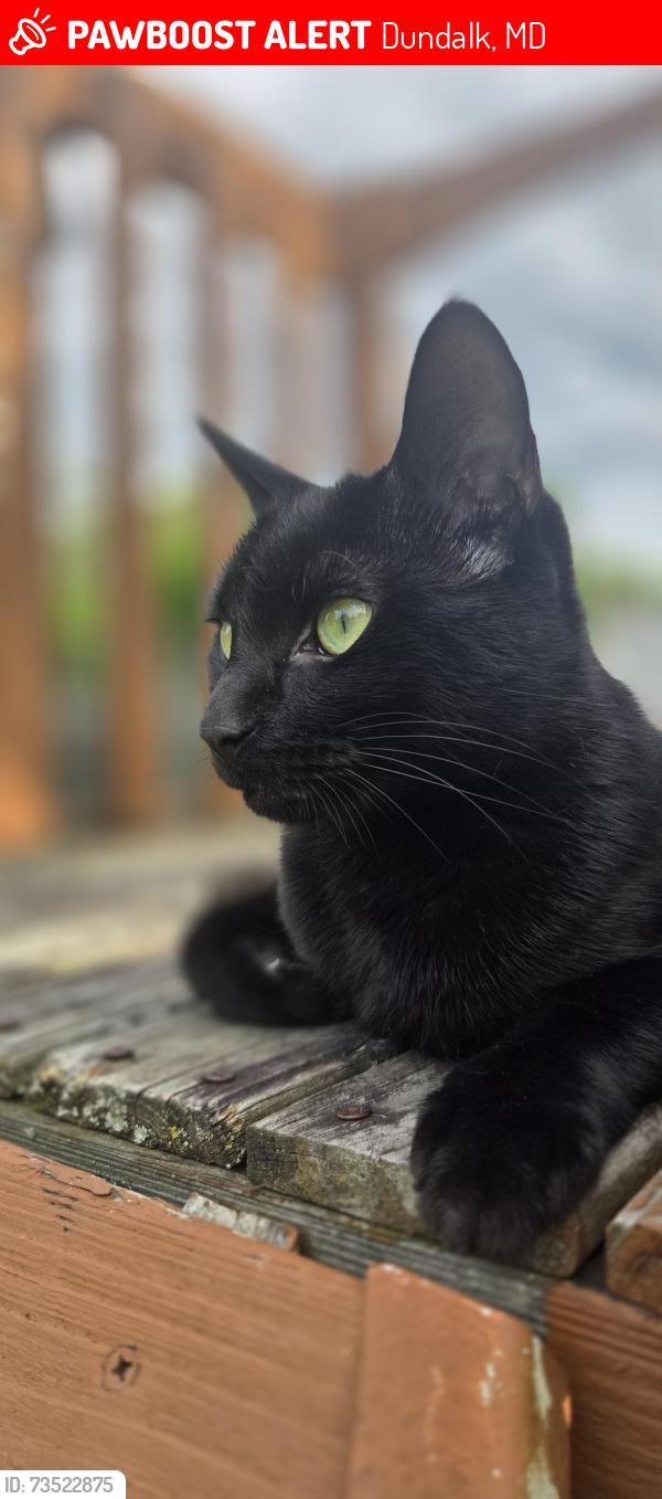Lost Female Cat last seen Dunglow and Dunran, Dundalk, MD 21222
