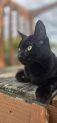 Lost Female Cat last seen Dunglow and Dunran, Dundalk, MD 21222