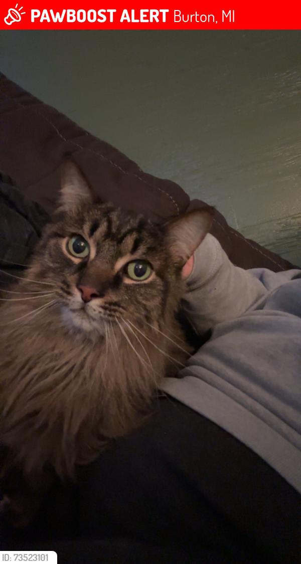 Lost Male Cat last seen Potter and Stockbridge, Burton, MI 48509