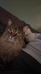 Lost Male Cat last seen Potter and Stockbridge, Burton, MI 48509