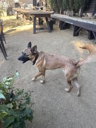 Found/Stray Male Dog last seen Ivar and Vine, Los Angeles, CA 90068