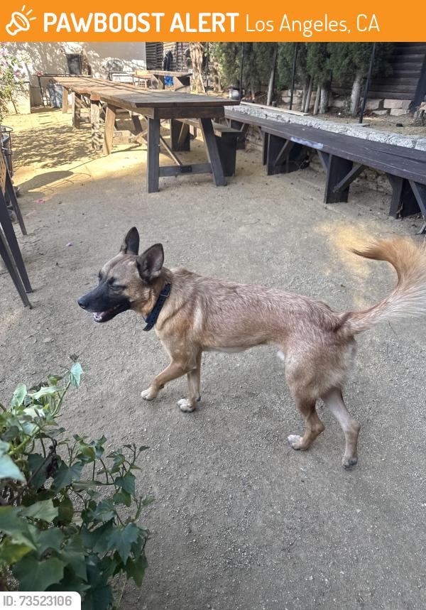 Found/Stray Male Dog last seen Ivar and Vine, Los Angeles, CA 90068