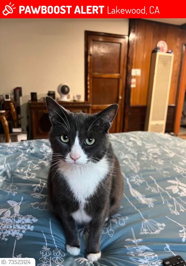 Lost Male Cat last seen Autry and Cndlewood, Lakewood, CA 90712