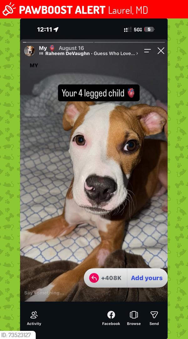 Lost Male Dog last seen Dorset road, Laurel, MD 20707