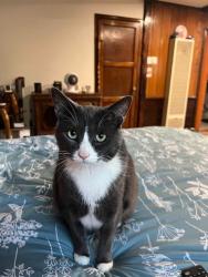 Lost Male Cat last seen Autry and Cndlewood, Lakewood, CA 90712